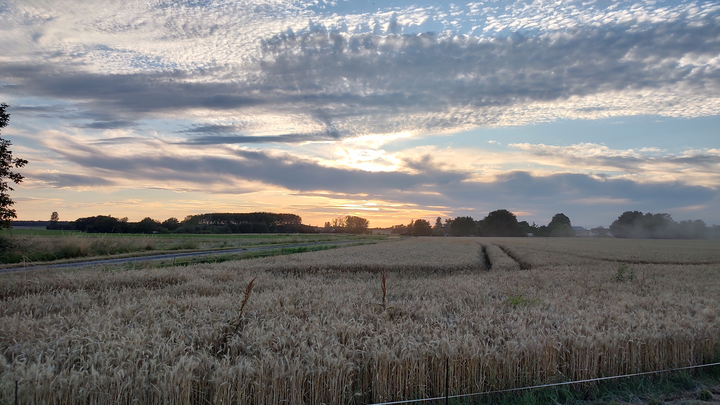 Paysage de moissons